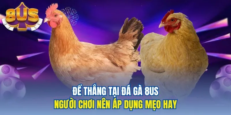 Để thắng tại đá gà 8us người chơi nên áp dụng mẹo hay